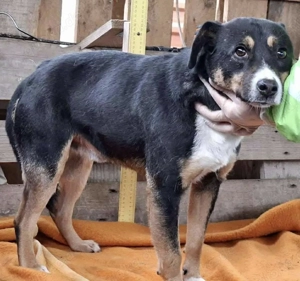  Franjo   treuherziger Schmuser mit feinem Wesen 