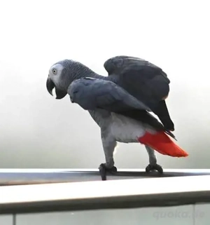 2 Graupapageien-Babys zu verkaufen