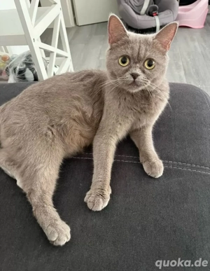 Reinrassige Britisch Kurzhaar abzugeben!