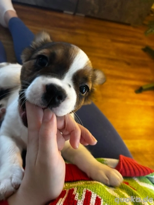 Französische Bulldogge "Fluffy" 