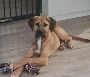 Hunde suchen liebevollles Zuhause 