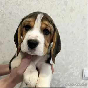 Schöner Beagle-Welpe