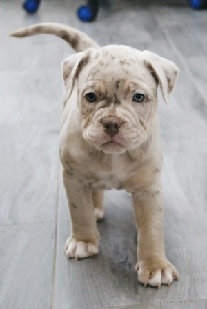 Olde English Bulldog In Liebe volle Hände abzugeben 