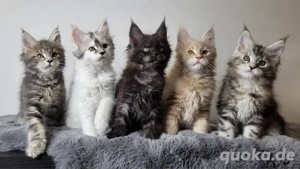 reinrassige Main Coon Kitten