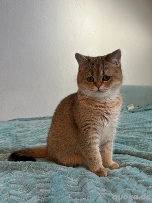 Kätzchen suchen neue Besitzer