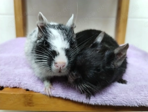  2 tolle Buben in Schwarz-Schwarzschecke,Brüder,suchen gemeinsam ihr zu Hause im Glück!