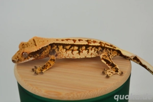 poss 1.0 Kronengecko Jungtier