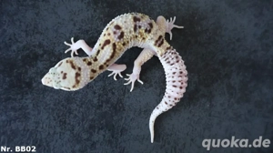 1,2 Zuchtgruppe Leopardgecko Bold Eclipse WY Männchen Weibchen