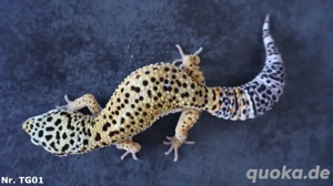 1,2 Zuchtgruppe Tangerine het Blizzard Leopardgecko Männchen Weibchen