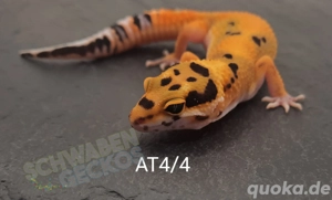 Leopardgecko Afghan Tangerine 