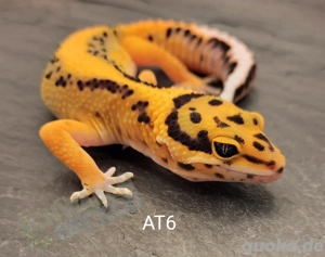 Leopardgecko Afghan Tangerine 