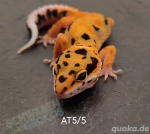Leopardgecko Afghan Tangerine 