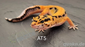 Leopardgecko Afghan Tangerine 
