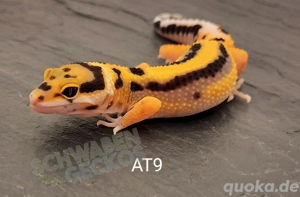 Leopardgecko Afghan Tangerine 