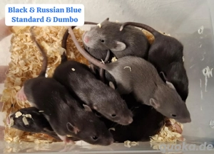 Farbratten Männchen aus liebevoller Hobbyzucht bald abzugeben! Handgewöhnt und Sozialisiert!