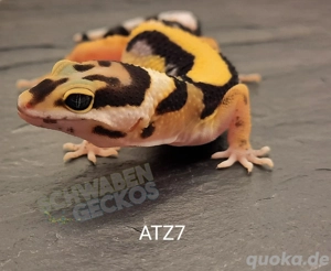 Leopardgecko Super Hypo Tangerine,  High Yellow, Mack Snow Tremper Albino 