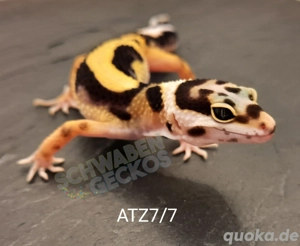 Leopardgecko Super Hypo Tangerine,  High Yellow, Mack Snow Tremper Albino 