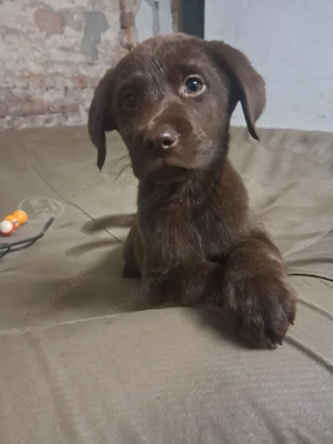 Abgabebereit reinrassige Labradorwelpen schokobraun Welpen Labrador