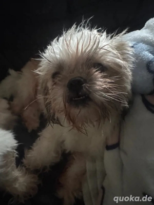 Wurfankündigung Shihtzu