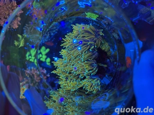 Euphyllia Indo Golden Torch Koralle