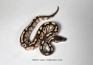 Königspython Python regius Nachzuchten 2025 Lesser, Cinnamon, Bongo