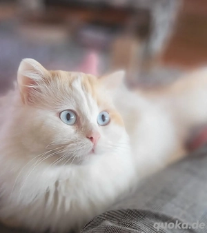 Ragdoll-Kater, 3 Jahre alt, liebevoll & verschmust   sucht neues Zuhause