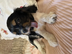 Tricolor Cavalier Hündin 