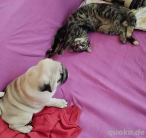 mops welpen zu verkaufen 