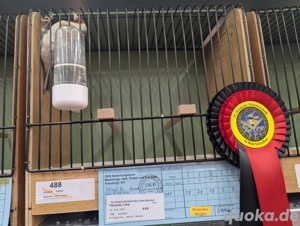 Stieglitz Major Braun Henne