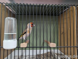 Stieglitz Major Weißkopf 