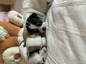 Bezaubernde Chihuahua Welpen 