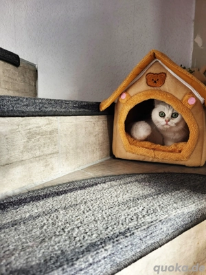 Lumi wunderschönes BKH mädchen mit stammbaum 