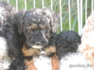 Zauberhafte Zwergpudelchen