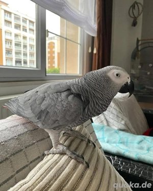 Wunderschöner Graupapagei zu verschenken