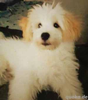 Kleiner lieber c.c.powderpuff in gute Hände abzugeben 