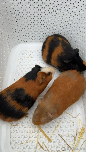 3 Meerschweinchen abzugeben   nur in gute Hände