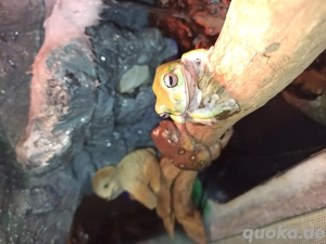 2 Korallenfinger Laubfrösche