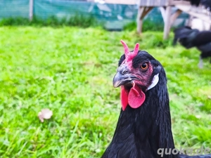 Landwirtschaftlicher Helfer in Gesucht 
