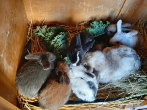 Zwergwidder Nachwuchs