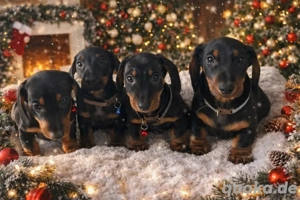 Dackelwelpen in Black Tan 
