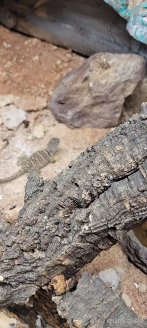 Junge, fitte Halsbandleguane