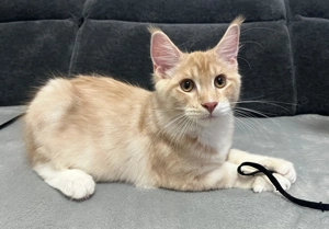 Glück und Erfolg bringend