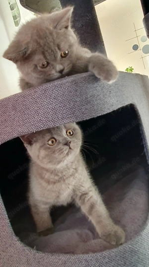 BKH Kitten  Reinrassig 