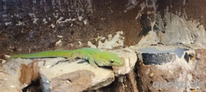 Phelsuma madagascariensis Paar