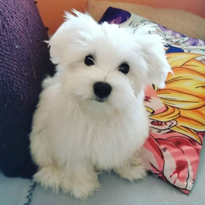 Süßer Malteser zur Adoption verfügbar