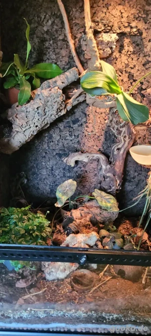 Sehr schönes Exoterra Terrarium