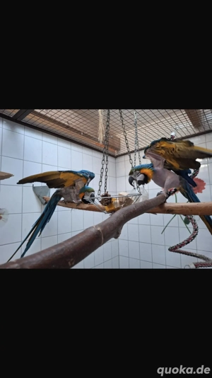 Gelbbrustara Zucht paar von 2013 