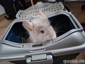 Sußes Chinchilla Weibchen zu abgeben *Reserviert*