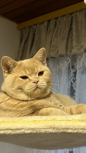 BKH Kitten mit Stammbaum ab Sofort suchen neue zu Hause