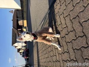 Mischlingswelpe zu verkaufen